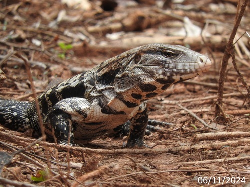 Argentine Black-and-white Tegu