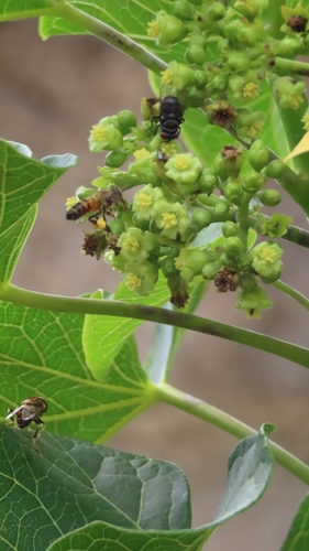 Western Honey Bee