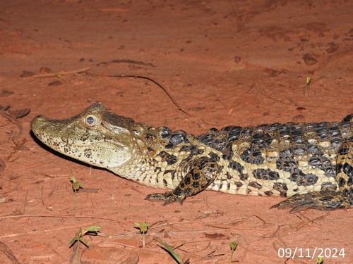 Broad-snouted Caiman