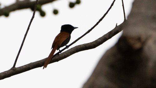 African Paradise-Flycatcher