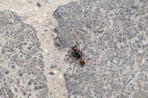Ocymyrmex sobekOcymyrmex sobek