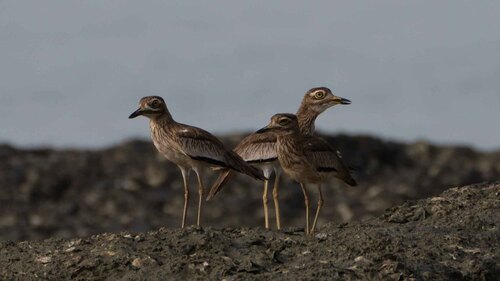Senegal Thick-knee