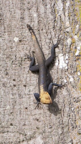Rainbow Agama