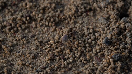 West African Fiddler Crab