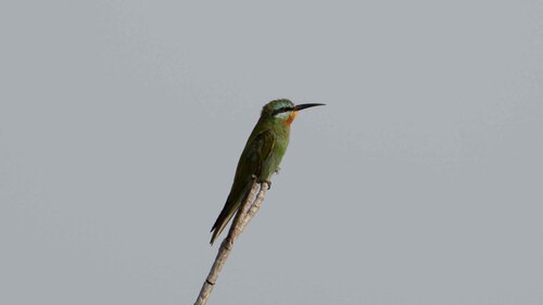 Blue-cheeked Bee-eater
