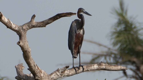 Goliath Heron