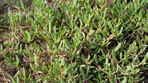 sea purslane