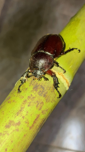 Siamese Rhinoceros Beetle