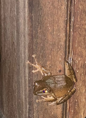 Spot-legged Tree Frog