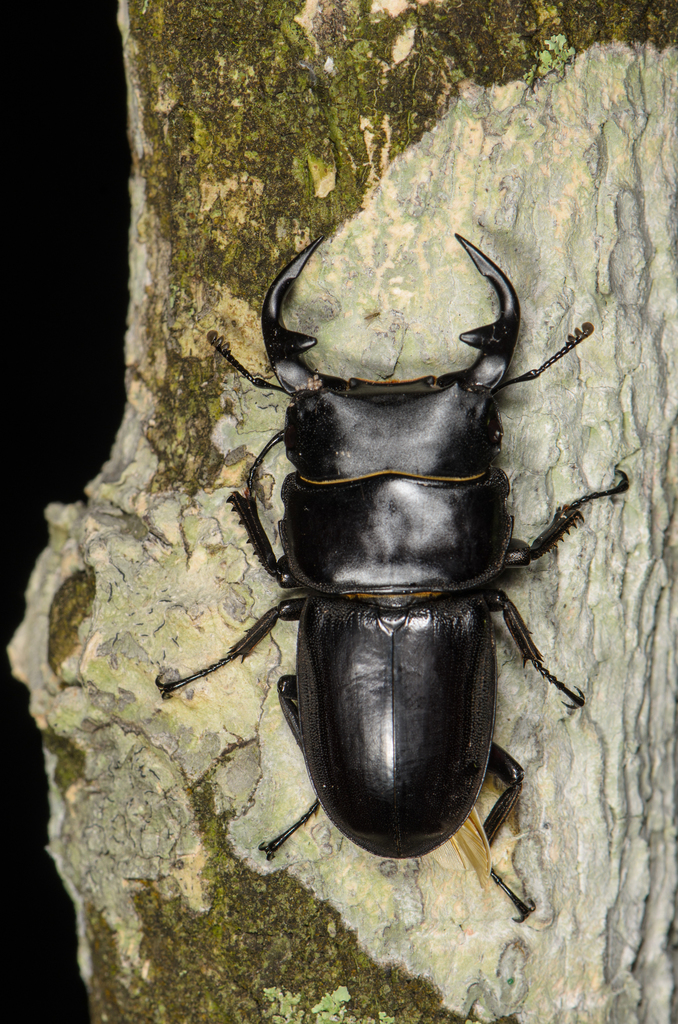 クルビデンスオオクワガタ (Dorcus curvidens) · iNaturalist
