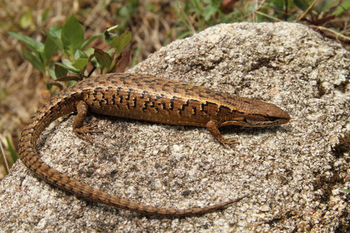 Morelet's Alligator Lizard