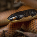 Gould's Hooded Snake - Photo (c) Adam Brice, all rights reserved, uploaded by Adam Brice