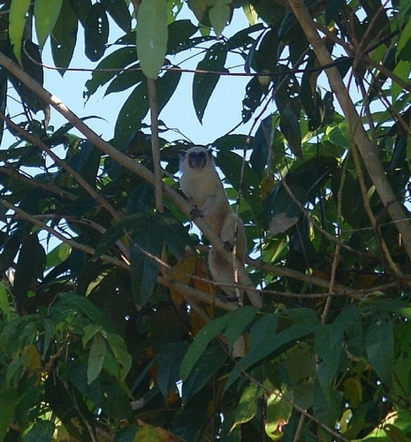 White-mantled Tamarin