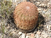 Lace Hedgehog Cactus - Photo (c) Arturo Cruz, all rights reserved, uploaded by Arturo Cruz