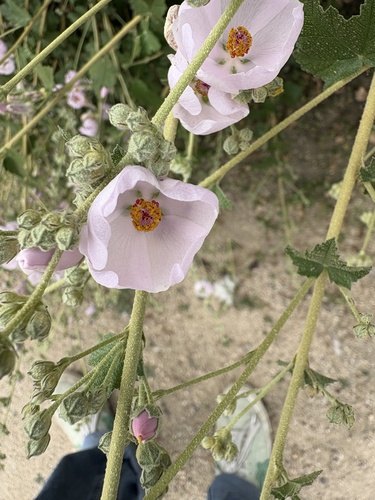 iNaturalist observation photo of southern coastal bushmallow