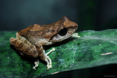 Knuckles Shrub Frog