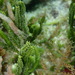 Caulerpa cupressoides - Photo (c) David Patriquin, todos los derechos reservados, subido por David Patriquin