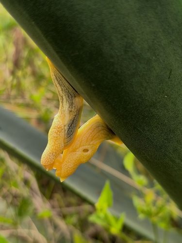 African Banana Slug