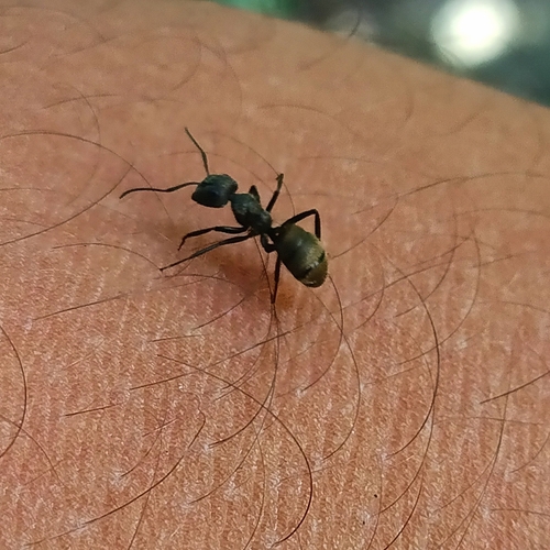 Camponotus arboreus