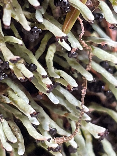 rock gnome lichen