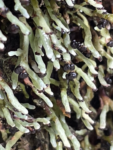 rock gnome lichen
