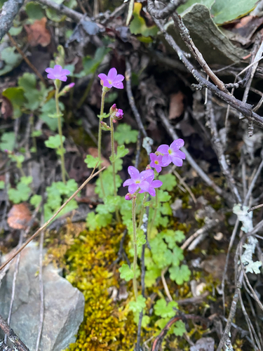 Suksdorfia violacea A.Gray