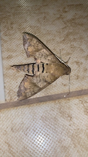 Lesser Ficus Sphinx