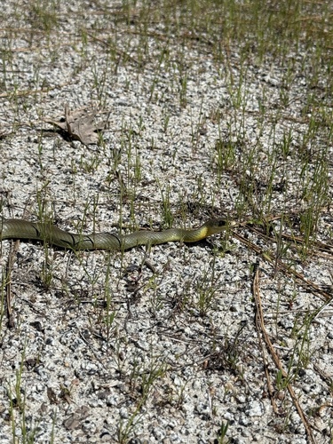 iNaturalist observation photo of Western Yellow-bellied Racer