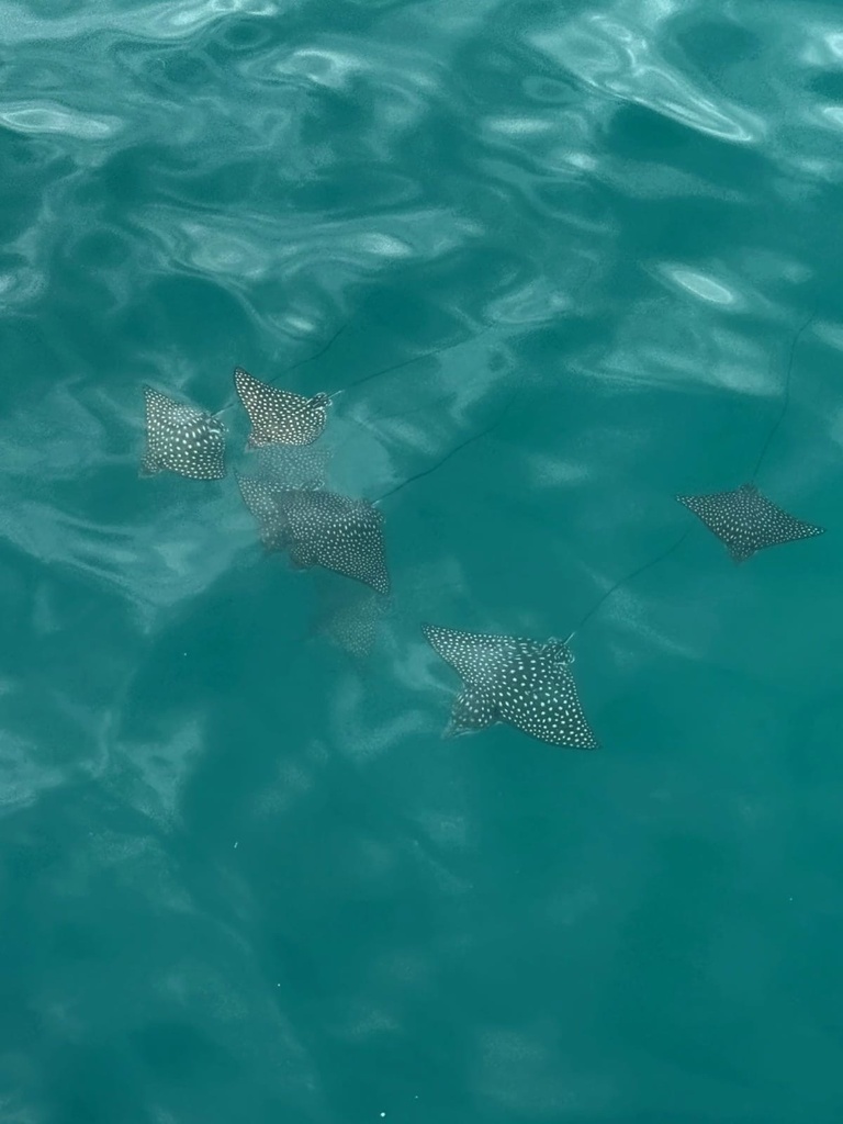 Spotted eagle ray