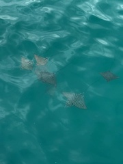Spotted eagle ray