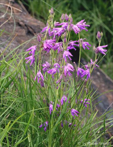 Raphionacme caerulea