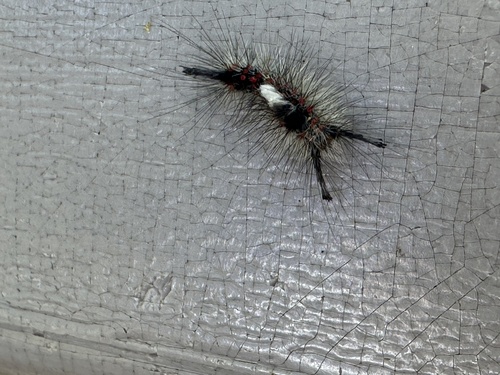 iNaturalist observation photo of Western Tussock Moth