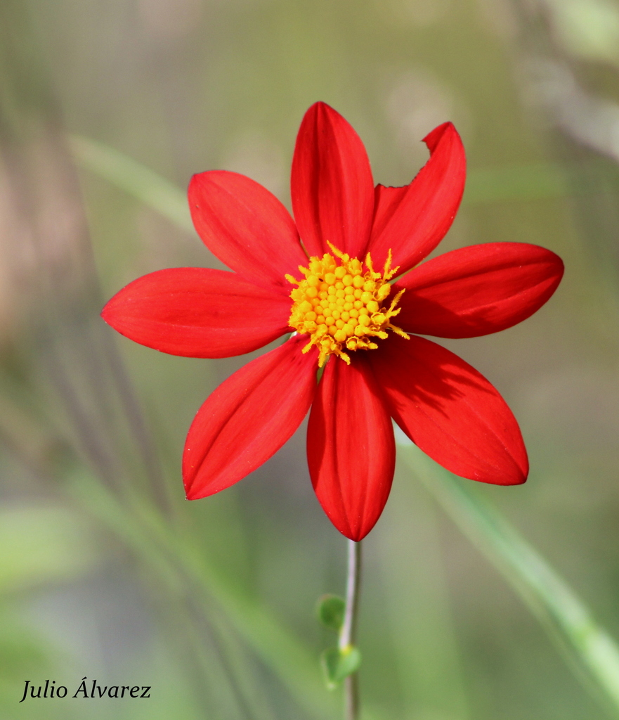 Scarlet dahlia