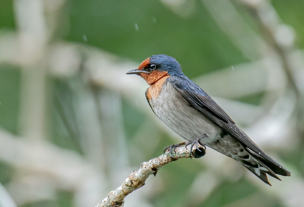 Pacific Swallow (Hirundo javanica) photo