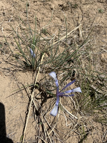Iris tenuifolia