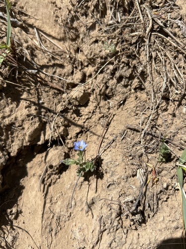 Gentiana squarrosa