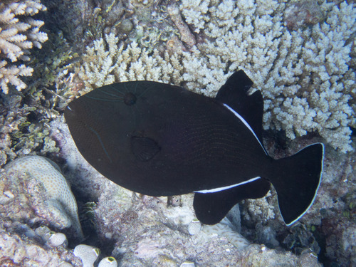 Black-finned Triggerfish — seen at this dive site