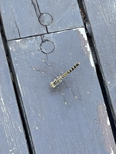 Southern Banded Groundling