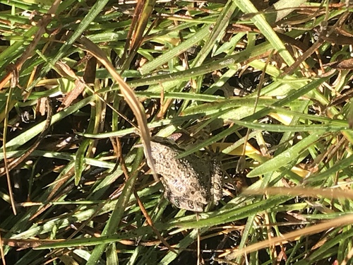 iNaturalist observation photo of Pacific chorus frog