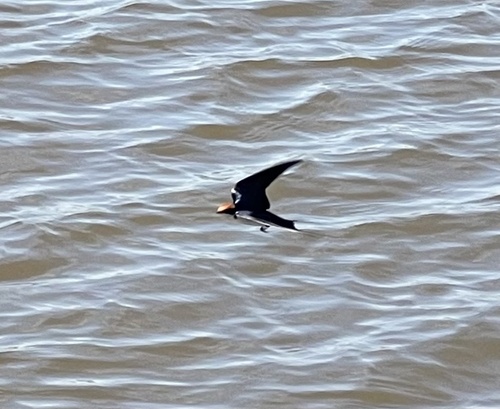 Wire-tailed Swallow