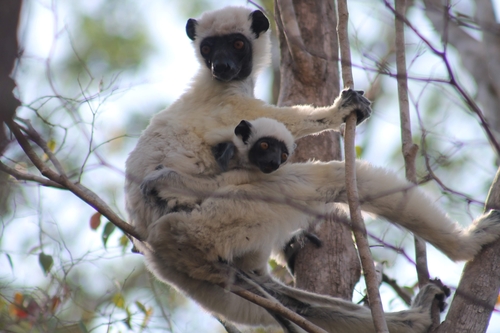 Von der Decken's Sifaka