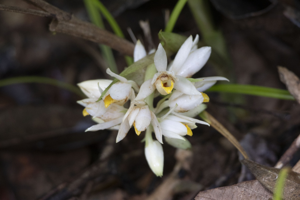 Eulophia attenuata (Eulophia attenuata)