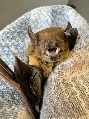 Lesser Asian Yellow Bat
