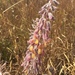 Eriosema defoliatum - Photo (c) Ana Lira, todos los derechos reservados, subido por Ana Lira