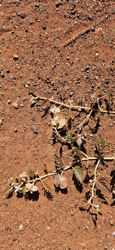 Tribulus adelacanthus