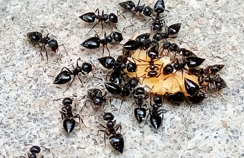 Crematogaster quadriformisCrematogaster quadriformis