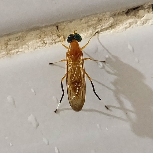 Ptecticus testaceus