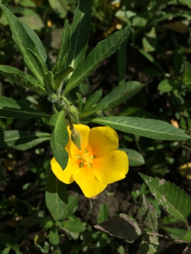 large-flowered primrose-willow