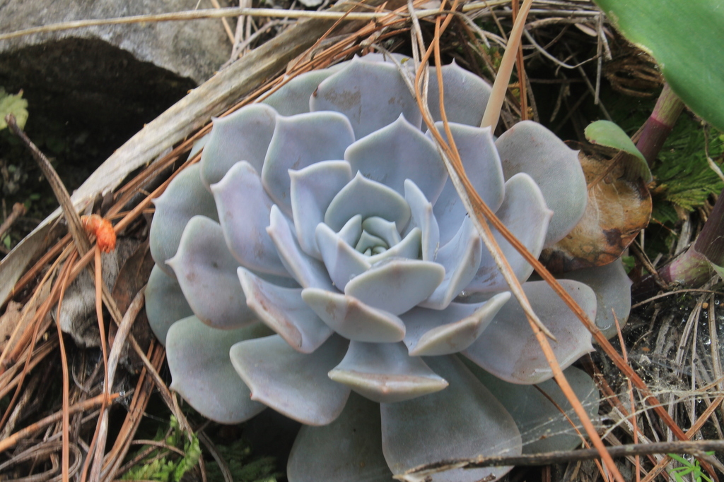 Echeveria lilacina — a hard houseplant, prefers full sun light