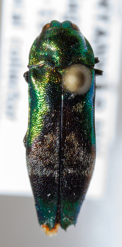 Coraebus hastanus